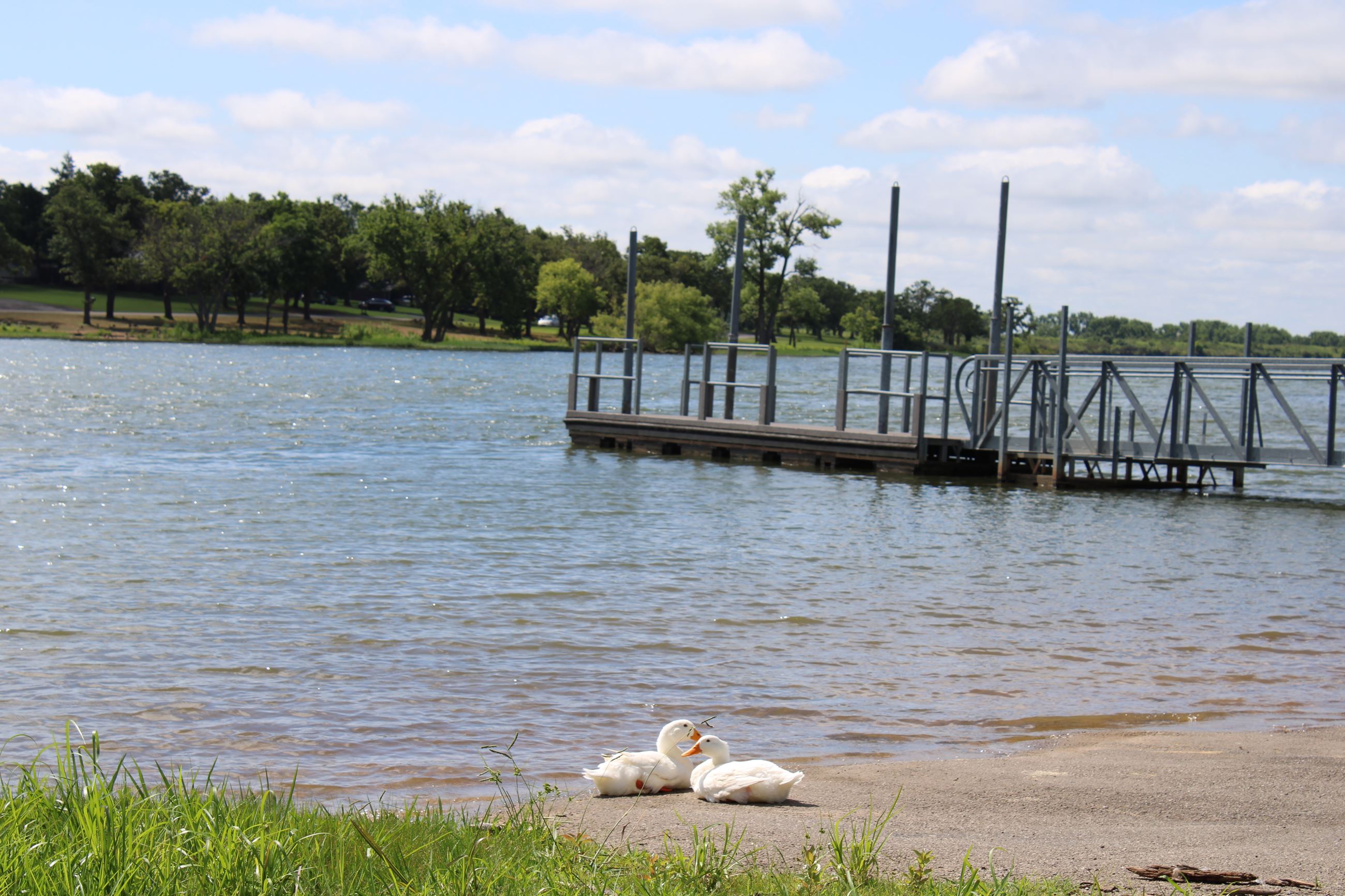 Ducks at boat ramp